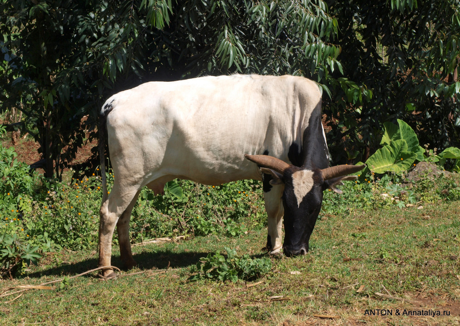 Коровы здесь вполне упитанные Сипи, Уганда