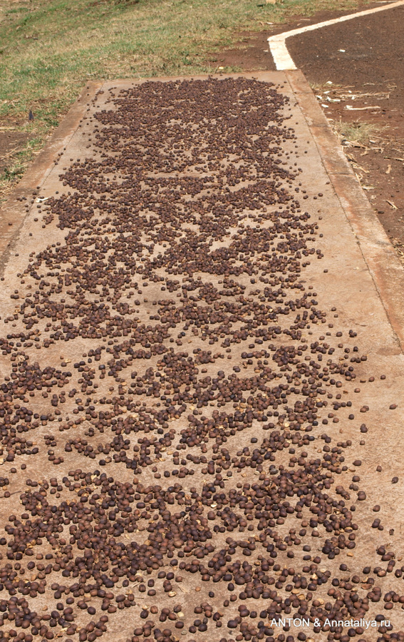 Народ выращивает кофе и сушит его на обочинах дорог Сипи, Уганда