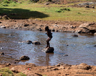 Дети купаются в речке, которая через 10 метров станет водопадом