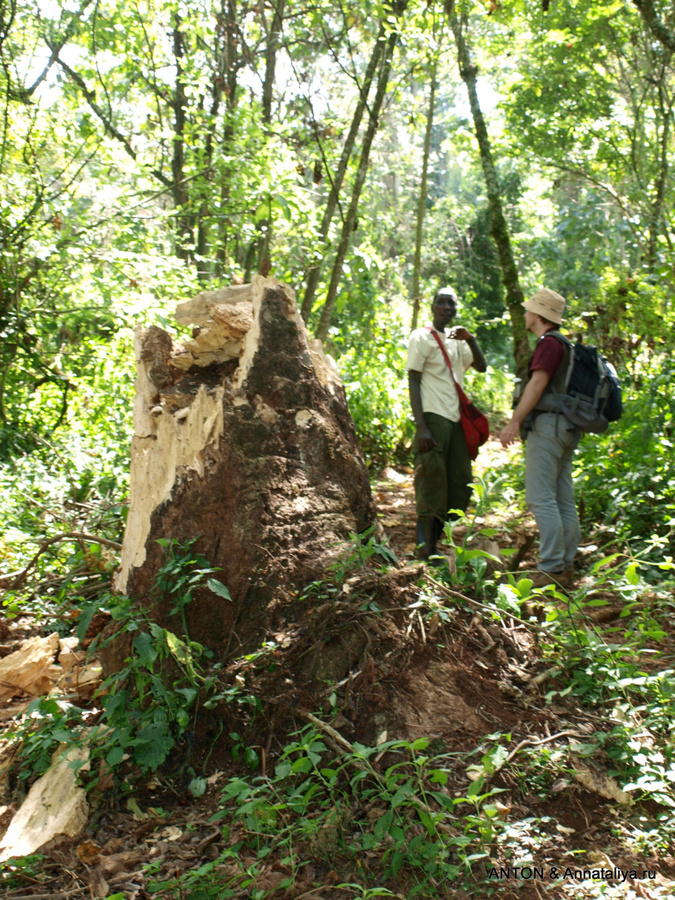 Рубка некоторых деревьев Национальный парк Элгон, Уганда