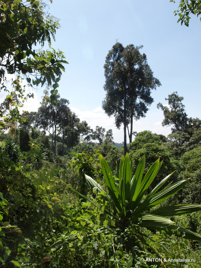 С Моисеем за обезьянами - часть 3. Растительность Элгона Национальный парк Элгон, Уганда