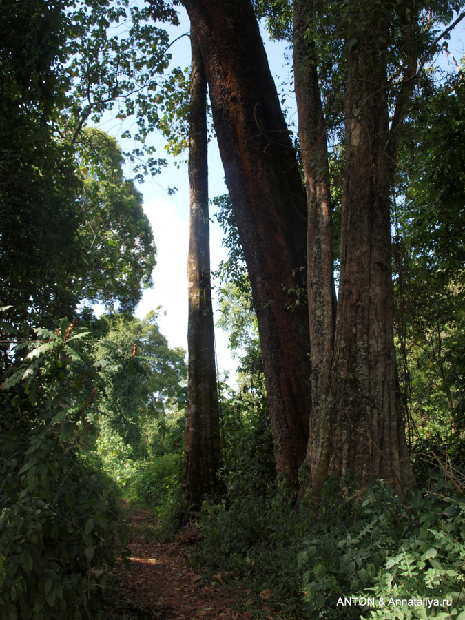 С Моисеем за обезьянами - часть 3. Растительность Элгона Национальный парк Элгон, Уганда