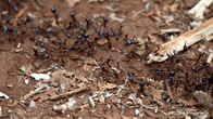 Странствующие муравьи