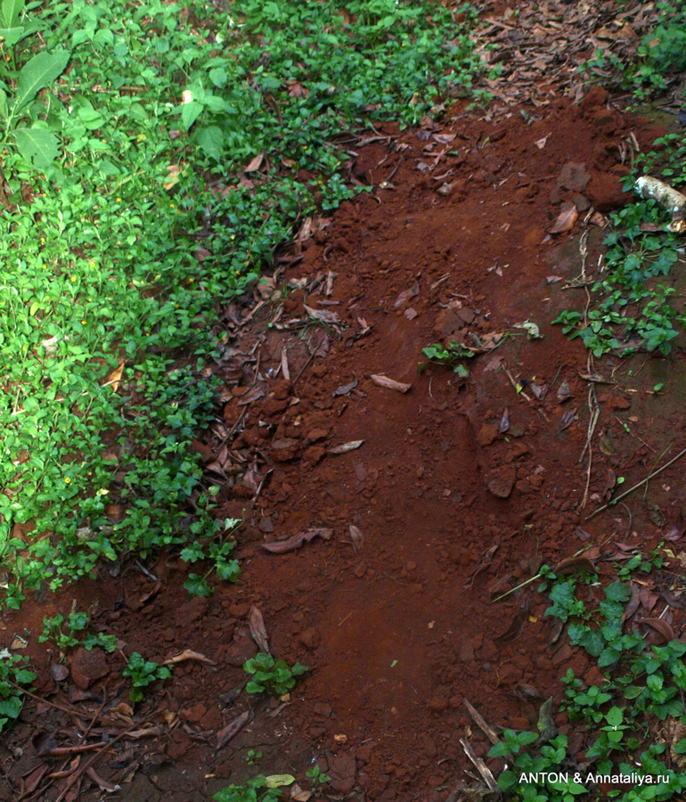 След муравьеда Национальный парк Элгон, Уганда
