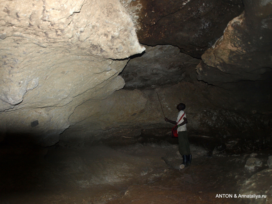 Мозес стучит палкой по своду пещеры, чтобы мы услышали шум летучих мышей Национальный парк Элгон, Уганда