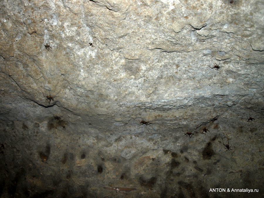 Вот от таких тараканов, когда я увидела, что ими кишат все своды пещеры, я чуть не умерла! Национальный парк Элгон, Уганда