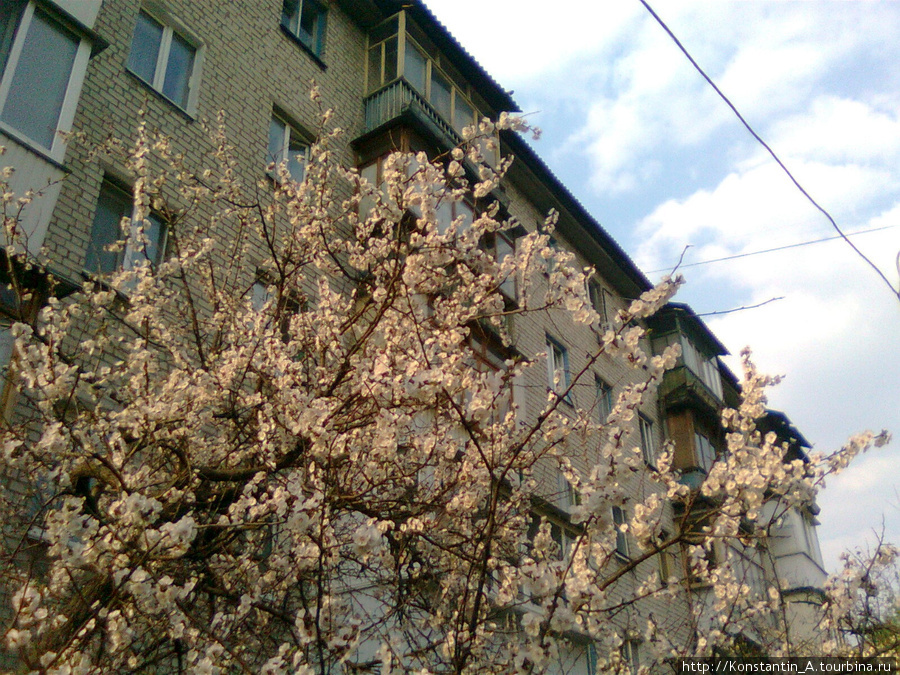 Абрикосы уже цвели во всю в городе)) Киев, Украина