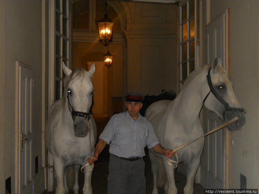 Испанская конная школа Вена, Австрия