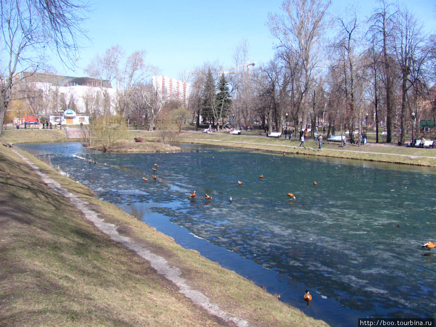 стая огарей прилетела в Екатерининскитй парк Москва, Россия