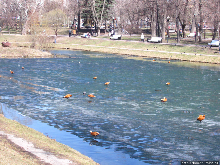 Может это признаки весны? Москва, Россия