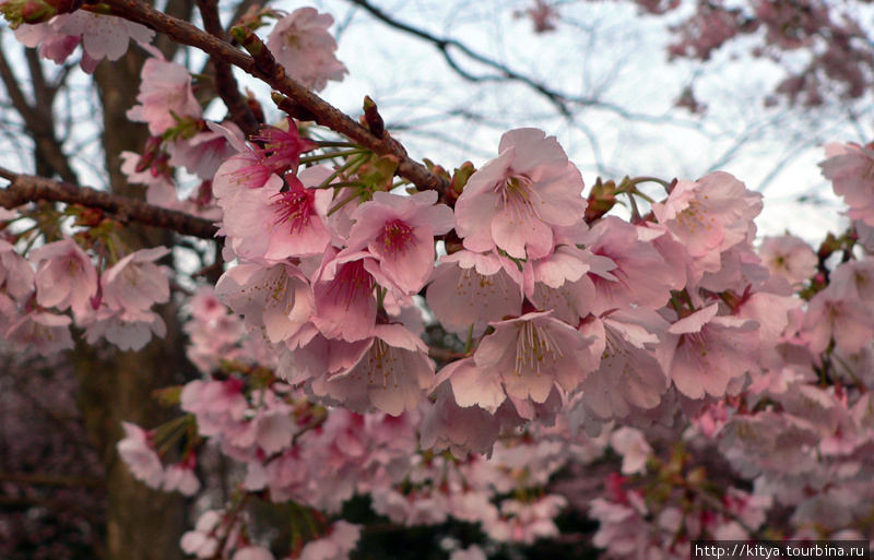 Весна в Изу-Когэн Ито, Япония