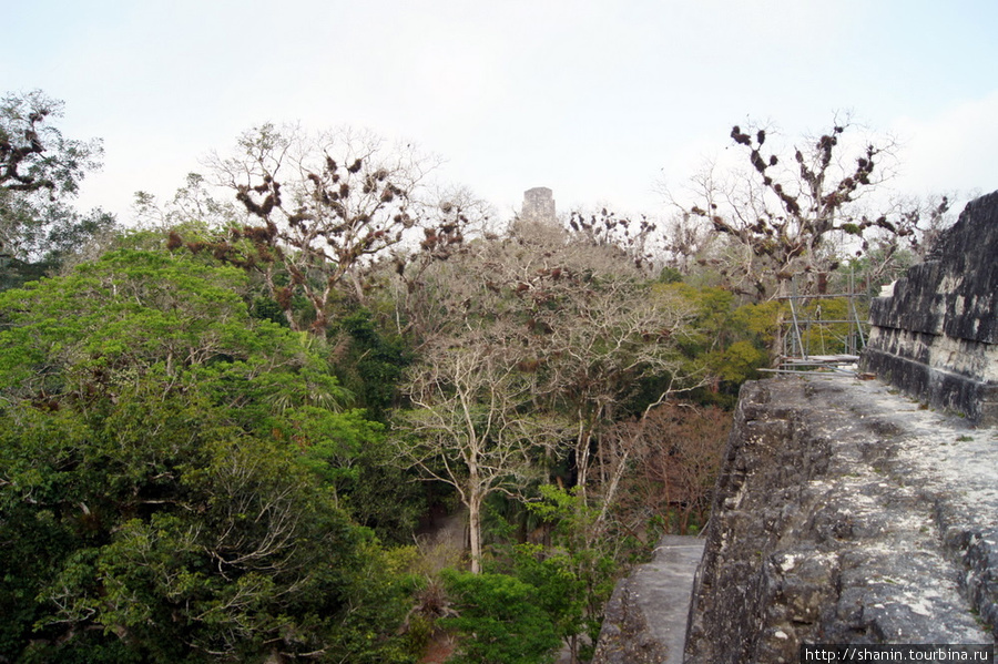 Великая площадь Тикаль Национальный Парк, Гватемала
