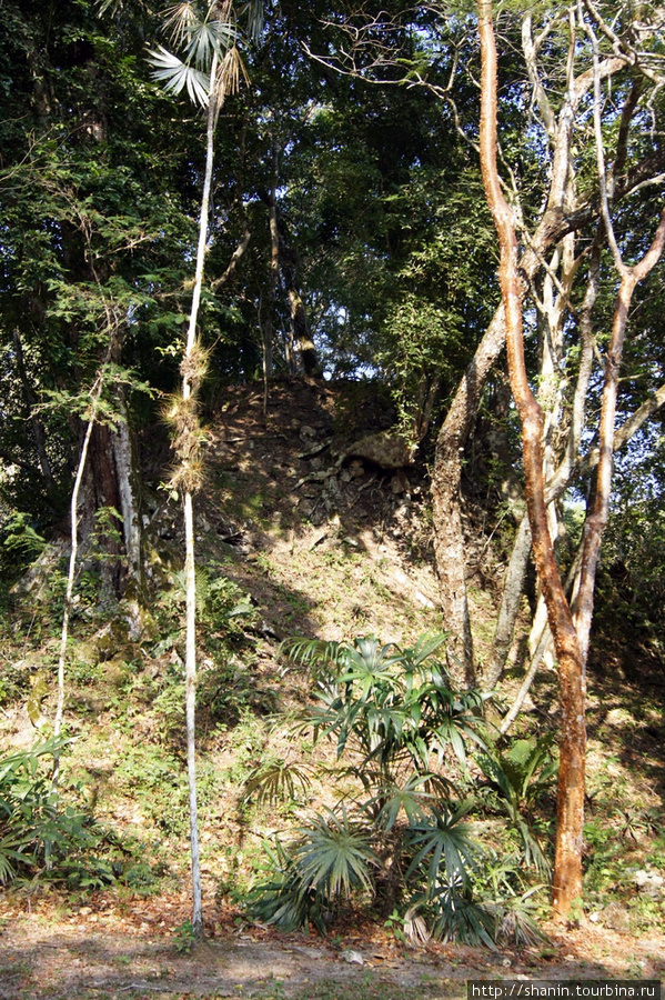 Джунгли в Тикале Тикаль Национальный Парк, Гватемала