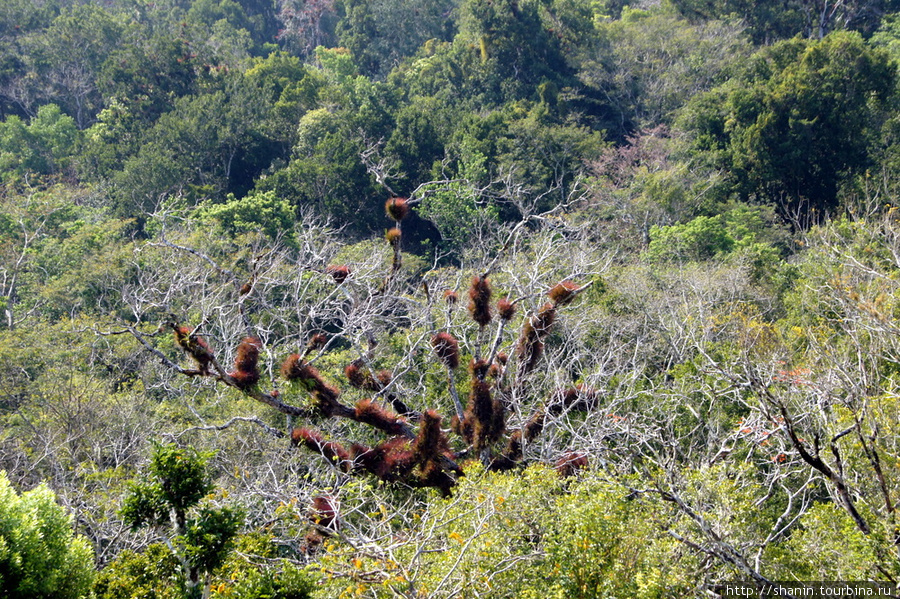 Западная площадь Тикаль Национальный Парк, Гватемала