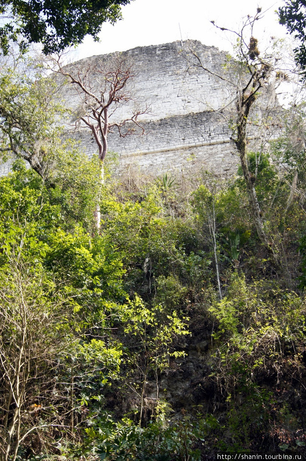 Верхушка пирамиды Тикаль Национальный Парк, Гватемала