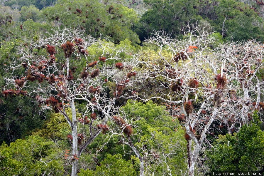 Южный акрополь Тикаль Национальный Парк, Гватемала