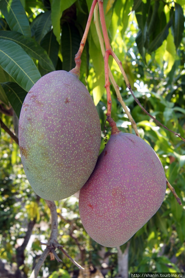 Как раз поспевают гигантские манго Копан-Руинас, Гондурас