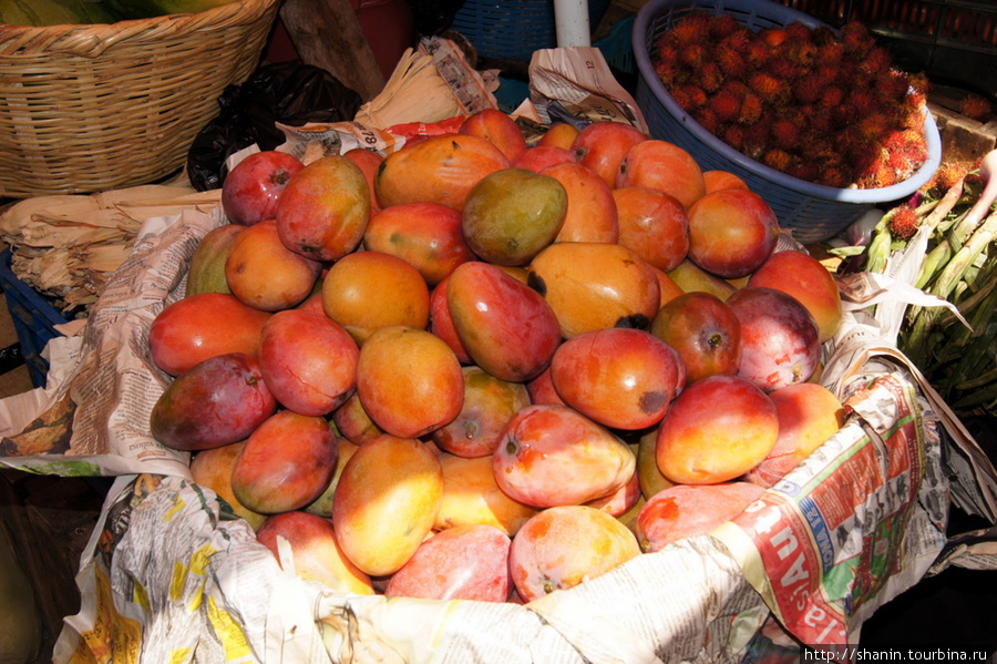 Спелые манго Копан-Руинас, Гондурас