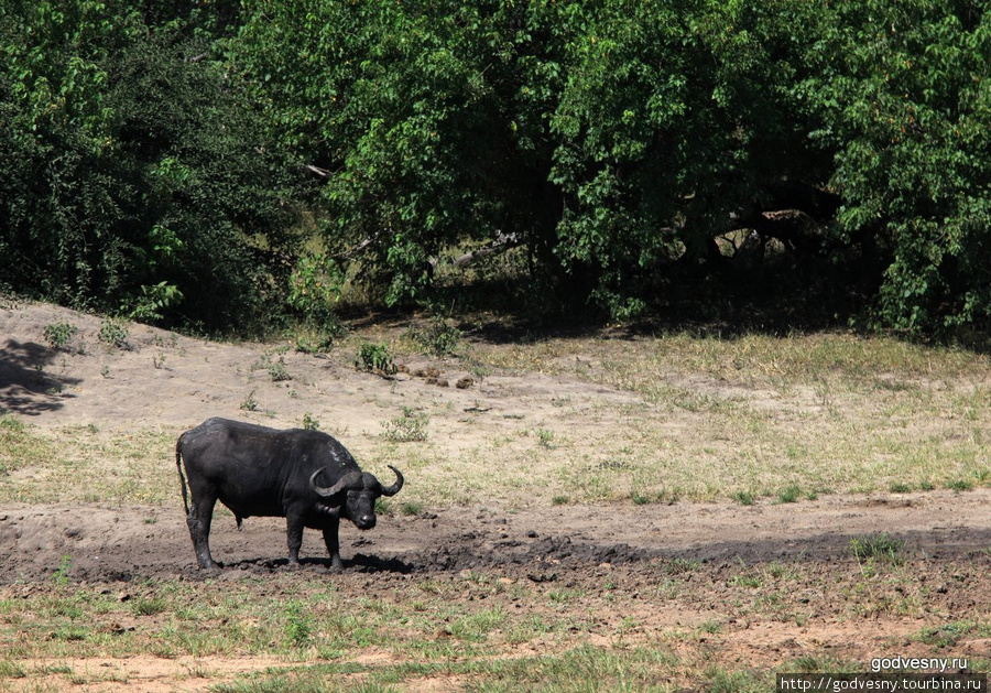 Животный мир Ботсваны Ботсвана