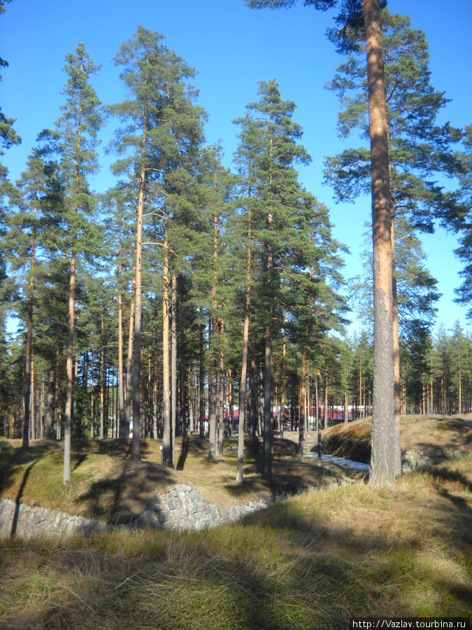 Деревья на камнях Луумяки, Финляндия