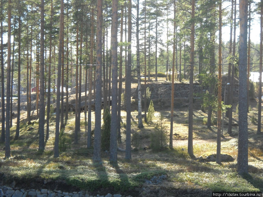 Вторая линия обороны прячется в зарослях Луумяки, Финляндия