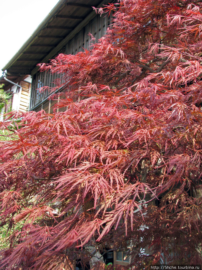 молодые листья некоторых момиджи сразу красные Япония