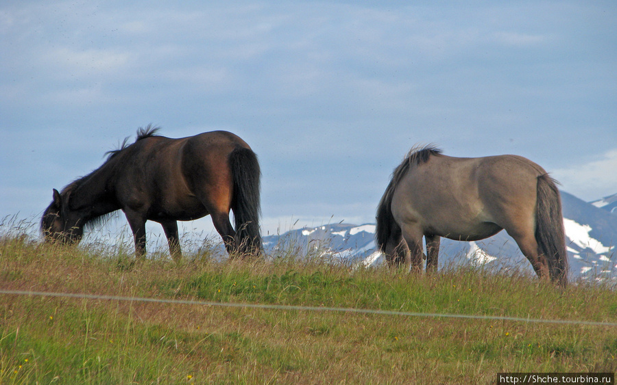 В отрытом загоне мирно паслись лошадки Западная Исландия, Исландия