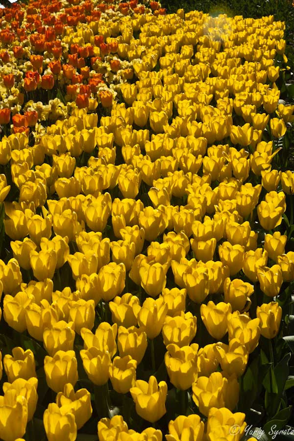 Фестиваль тюльпанов в Лонгвуд Гарденс Кеннетт-Сквер, CША