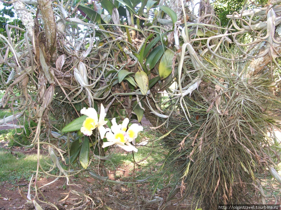 Этот цветок я знаю как называется — Орхидея! Остров Кауаи, CША