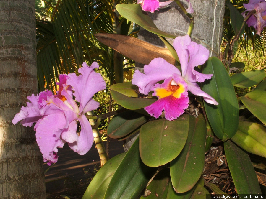 Еще одна Орхидея! Остров Кауаи, CША