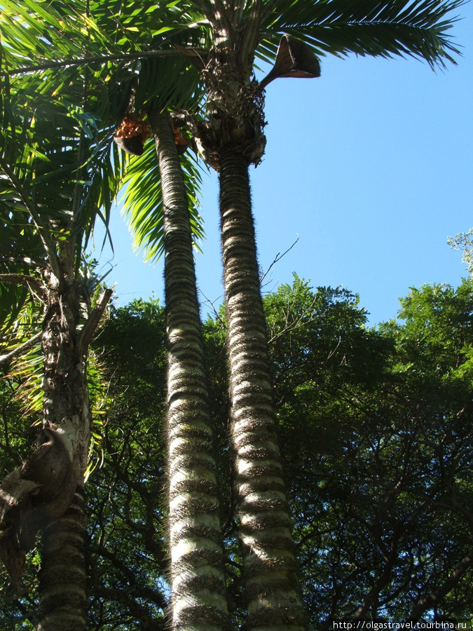 Волосатая пальма. Остров Кауаи, CША
