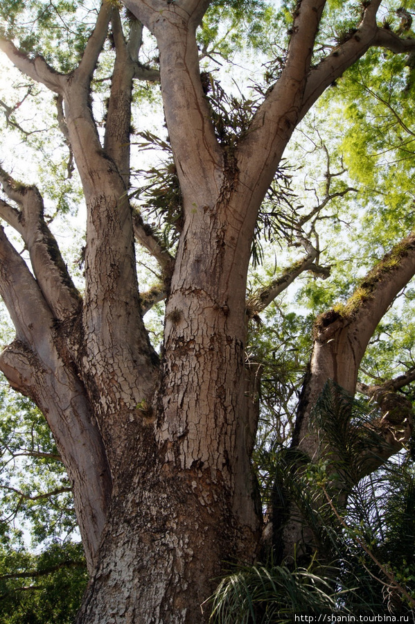 Дерево Копан-Руинас, Гондурас