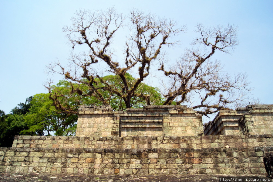 Дерево на пирамиде Копан-Руинас, Гондурас