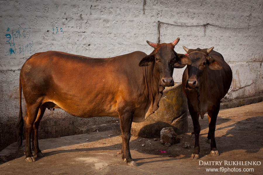 Даже коровы там как-то ухоженнее и чище, чем в других индийских городах Уджайн, Индия