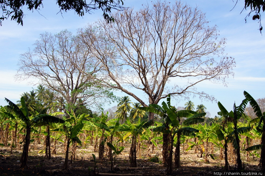 Мимо банановой плантации Остров Ометепе, Никарагуа