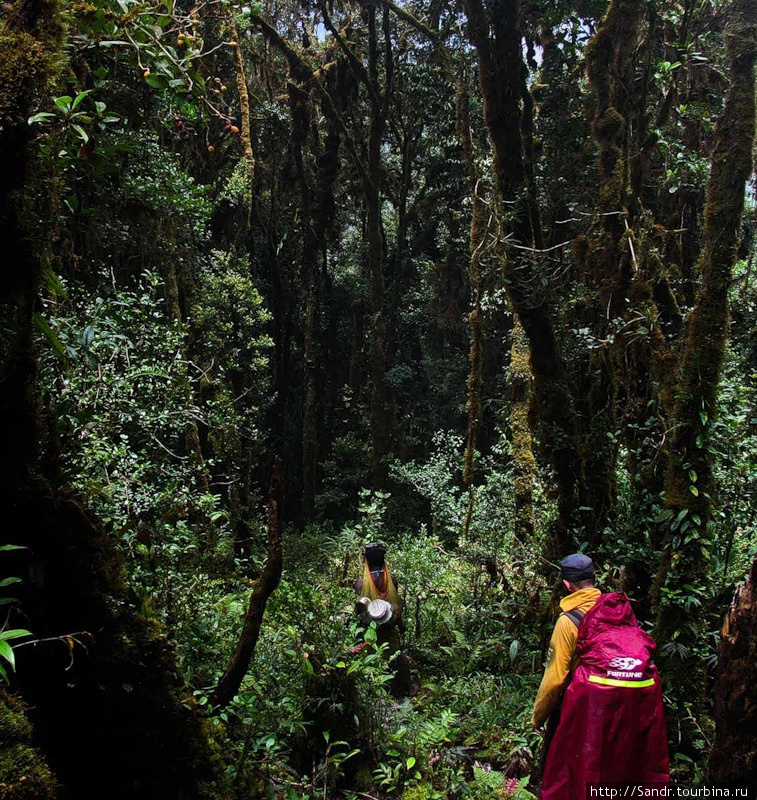 Путь в деревню Дама Папуа, Индонезия