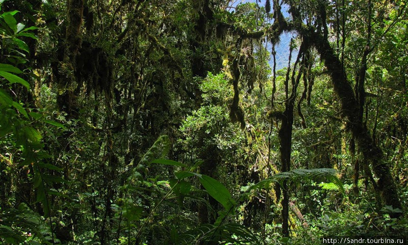 …и джунгли в хорошую погоду (Автор: Дима Статинов) Папуа, Индонезия