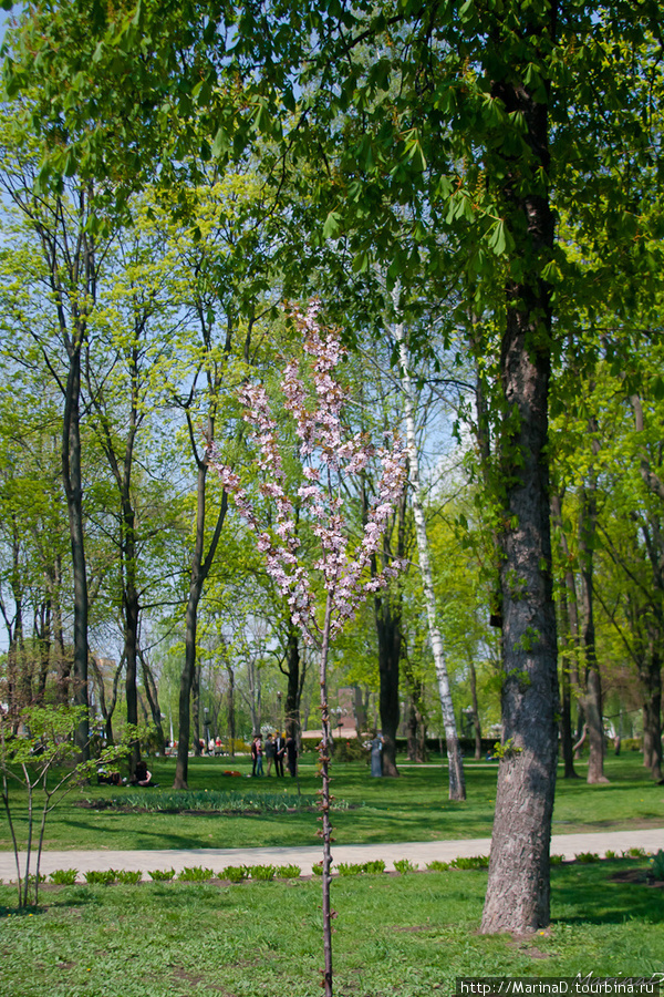 Шевченковский парк Киев, Украина