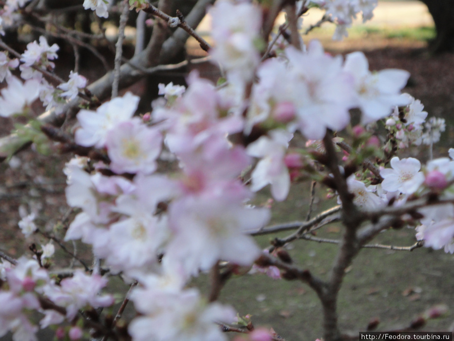 Некий подвид цветущей зимой сакуры Япония