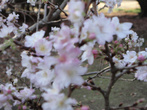 Некий подвид цветущей зимой сакуры