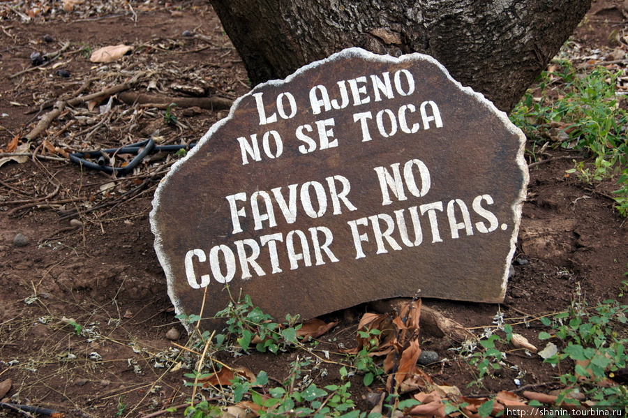 Просьба — не срывать фрукты с деревьев!