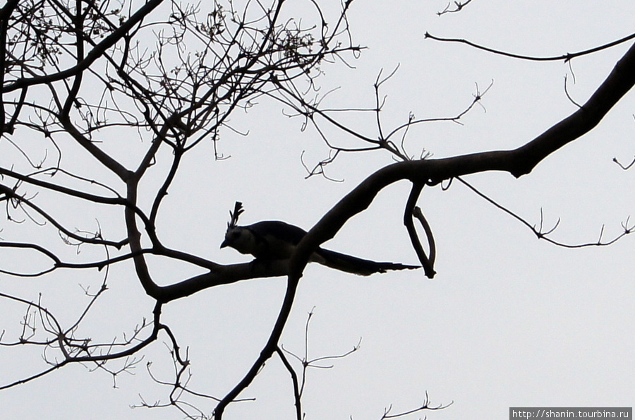 Птица на дереве Остров Ометепе, Никарагуа