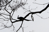 Птица на дереве