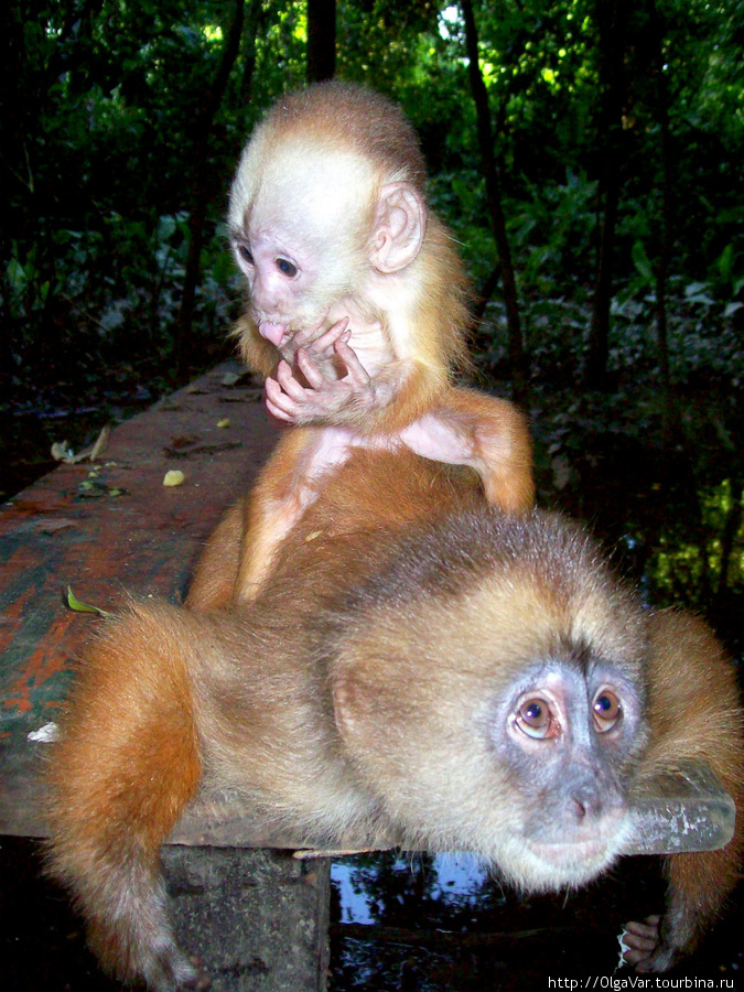 Для обезьянок обустроили место, где им оставляют
пропитание Регион Мадре-де-Диос, Перу
