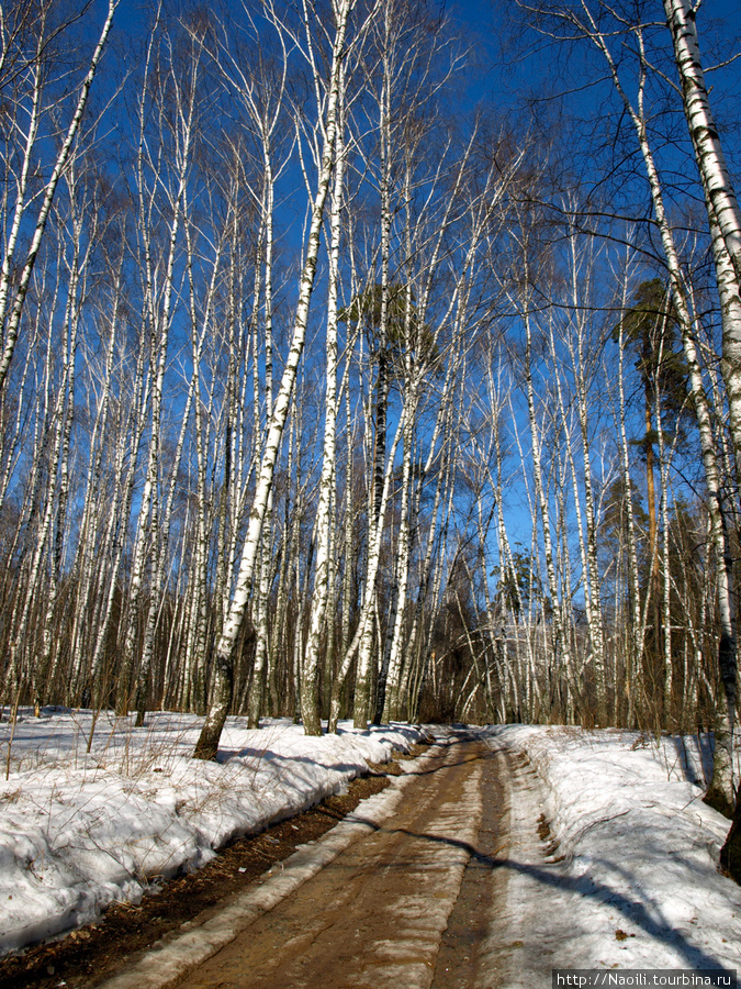 Апрельский снег в лесу Железнодорожный, Россия