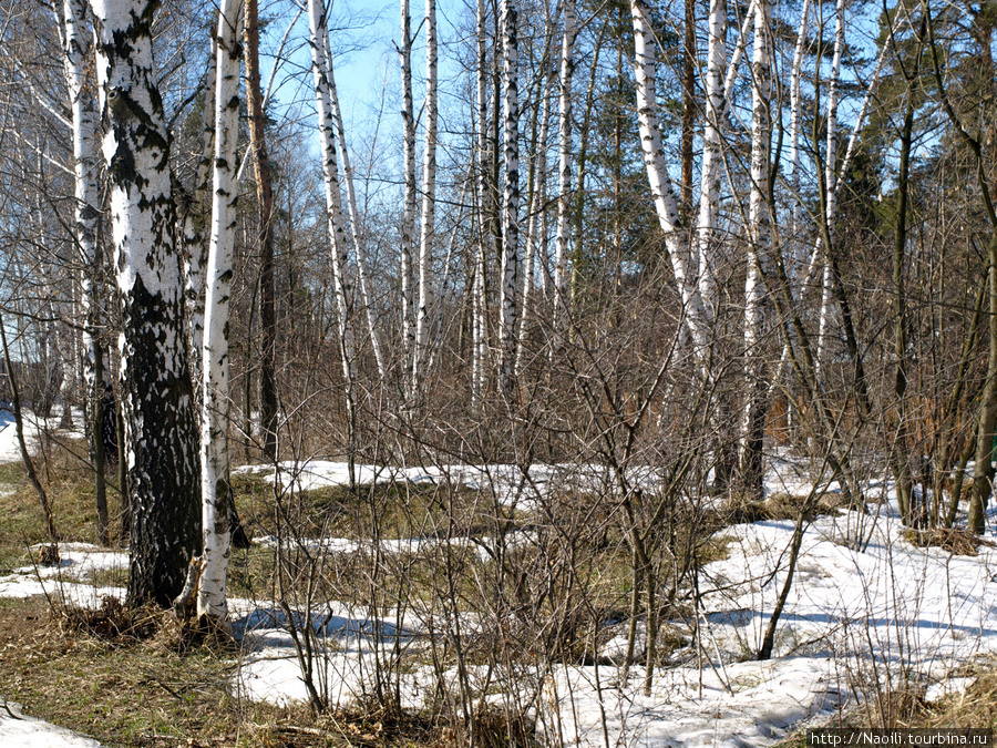 Апрельский снег в лесу Железнодорожный, Россия
