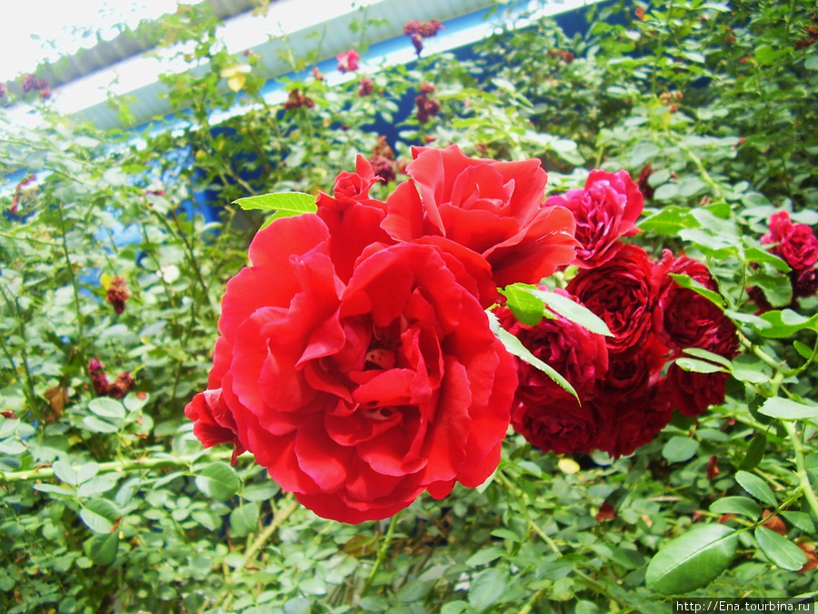 Южные розы Витязево, Россия