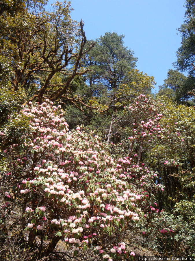 В 1-й и второй дни трекинга тропа шла по зарослям рододендронов. Это настоящие деревья с толстым стволом высотой по 5-6 метров. Не чета нашим северным заморышам... Непал