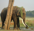 Вот так непальские слоны спасаются от зноя.