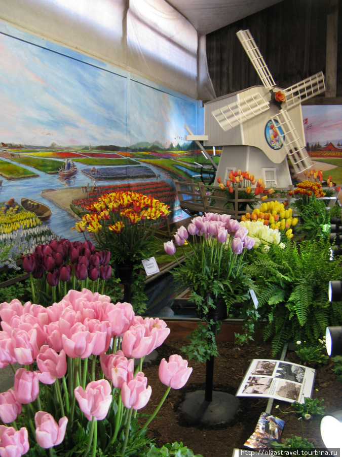 Какая же выставка тюльпанов без мельницы Маунт Вернон, CША
